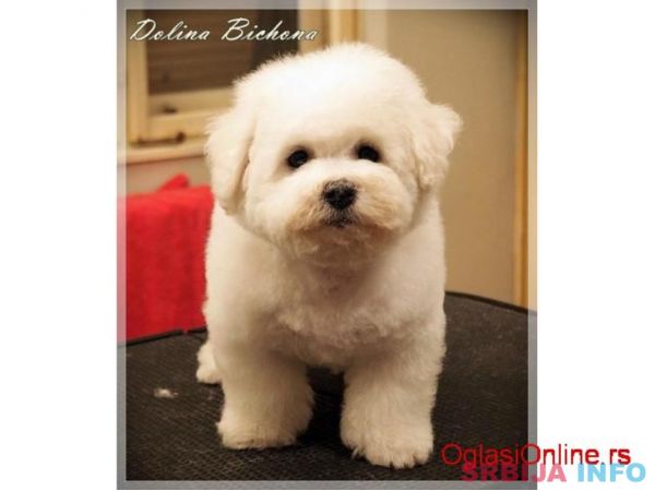Bichon frise stene na prodaju