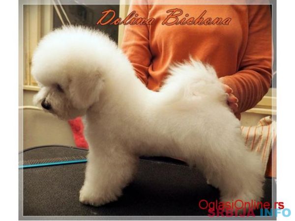 Bichon frise stene na prodaju