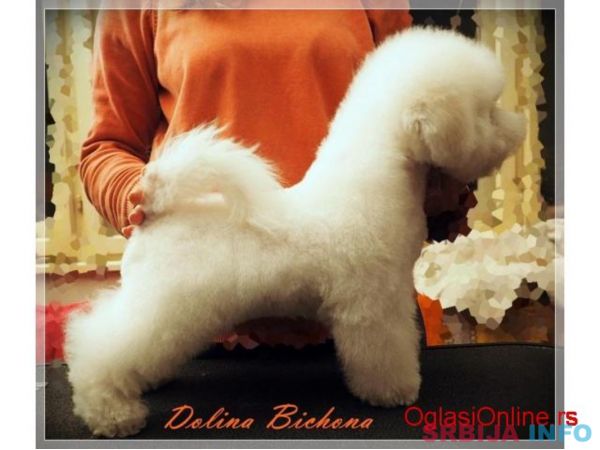 Bichon frise stene na prodaju