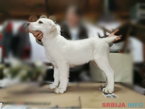 Srednjeazijski ovčar &scaron;tenci