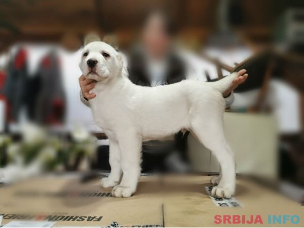 Srednjeazijski ovčar &scaron;tenci