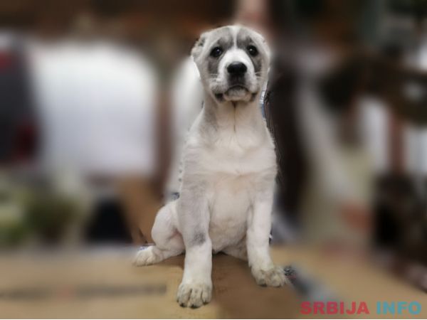 Srednjeazijski ovčar &scaron;tenci