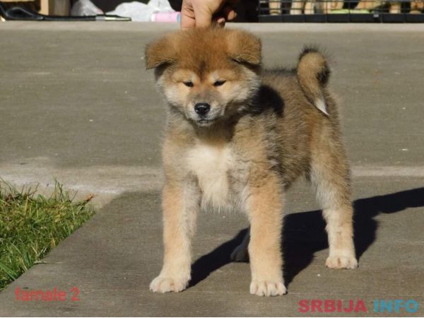 Japanska akita &scaron;tenci