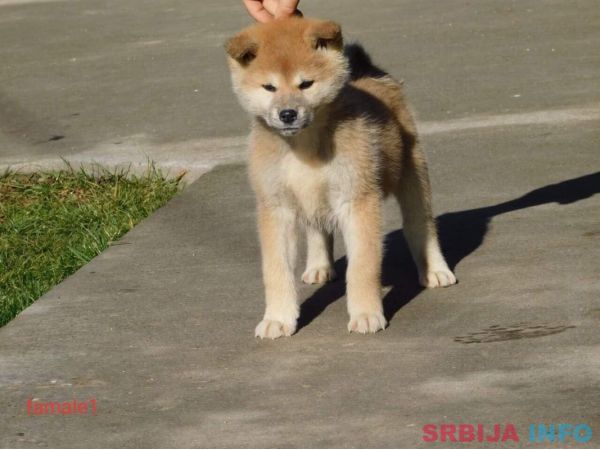 Japanska akita &scaron;tenci