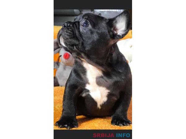 Francuski buldog sa plavim genom