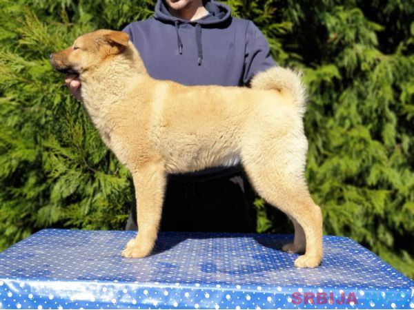 Koreanski jindo pas &scaron;tenci 