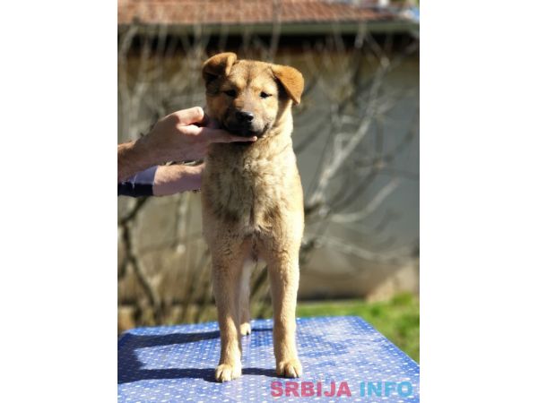 Koreanski jindo pas &scaron;tenci 