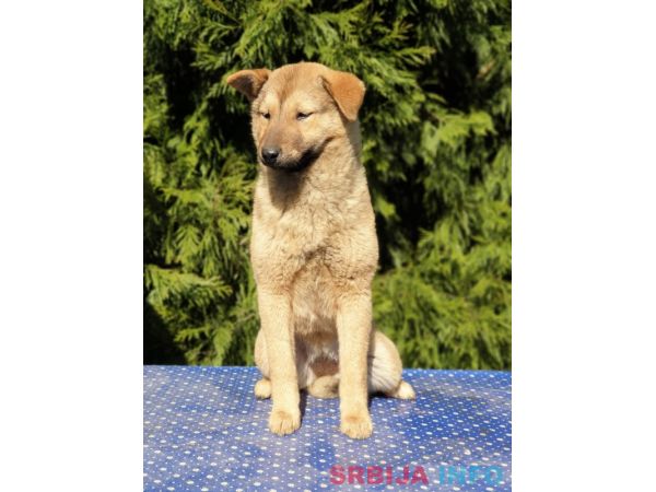 Koreanski jindo pas &scaron;tenci 