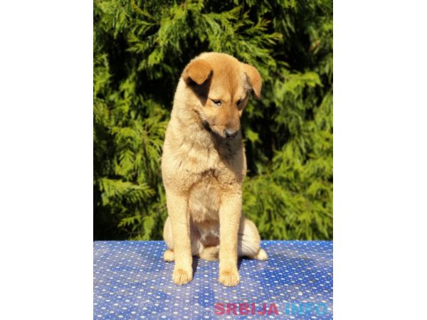 Koreanski jindo pas &scaron;tenci 