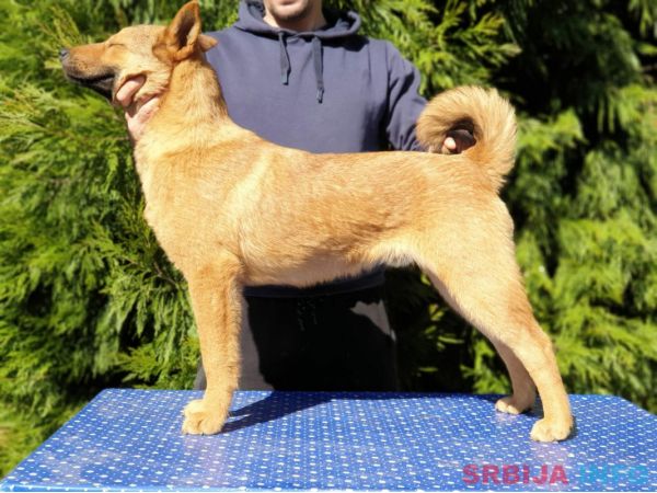 Koreanski jindo pas &scaron;tenci 