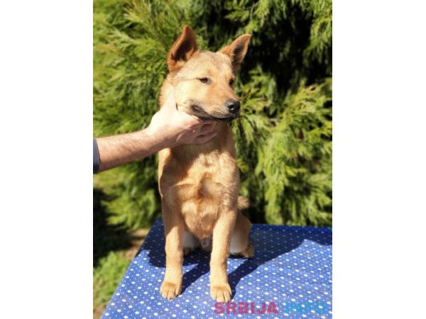 Koreanski jindo pas &scaron;tenci 
