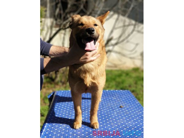 Koreanski jindo pas &scaron;tenci 