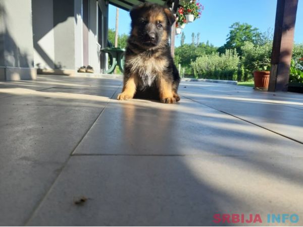 Nemački ovčar &scaron;tenci