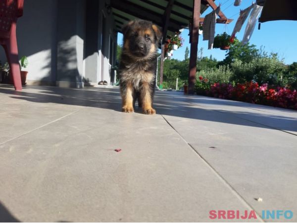 Nemački ovčar &scaron;tenci