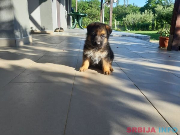 Nemački ovčar &scaron;tenci