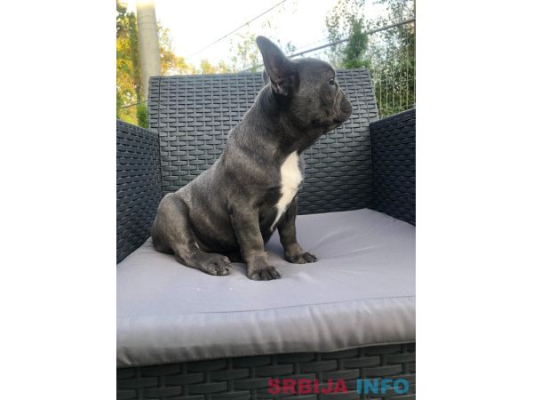 Francuski buldog plavo &scaron;tene