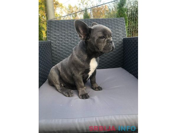 Francuski buldog plavo &scaron;tene