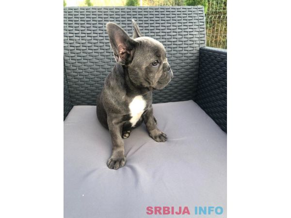 Francuski buldog plavo &scaron;tene