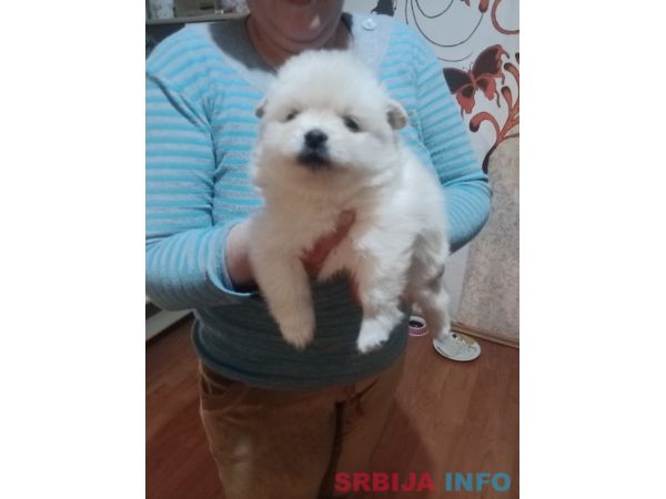 Stenci nemackog patuljastog pomeranskog &scaron;pica