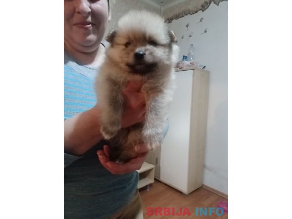 Stenci nemackog patuljastog pomeranskog &scaron;pica