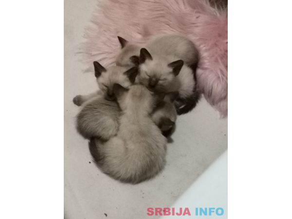 Sijamski mačići