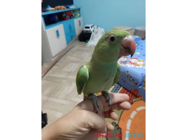 Mali Aleksandar papagaj