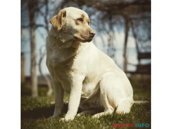 Labrador Retriver štenci