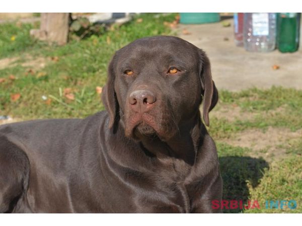Labrador retriver 