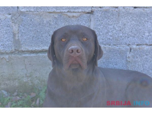 Labrador retriver 