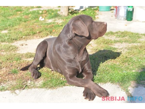 Labrador retriver 