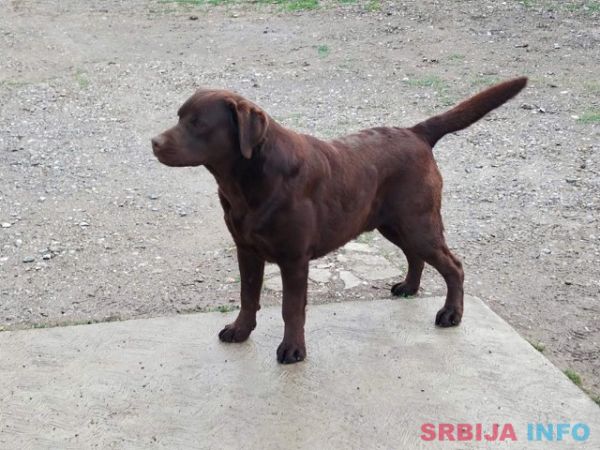 Labrador retriver 