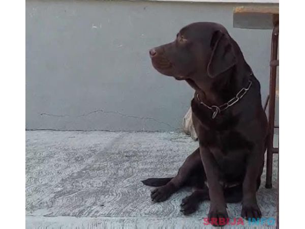 Labrador retriver 