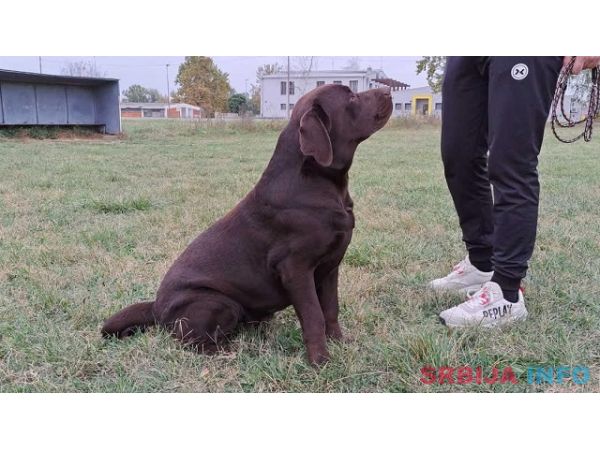 Labrador retriver 