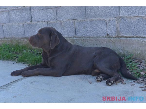 Labrador retriver 