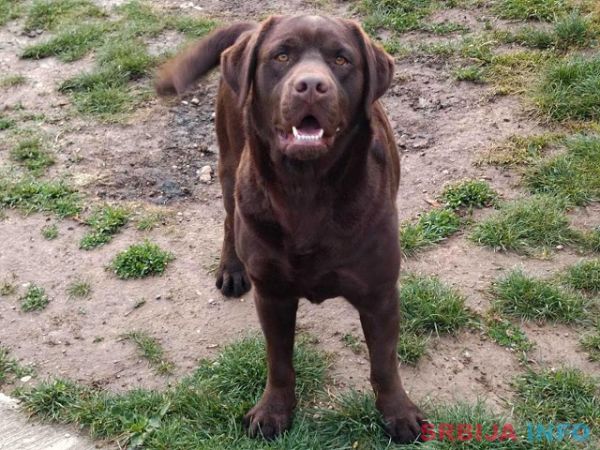 Labrador retriver 