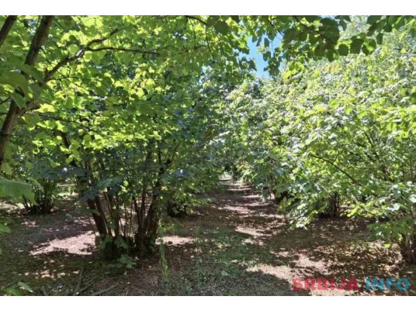 Prodajem zasad lesnika