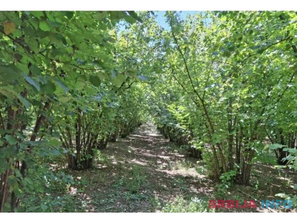 Prodajem zasad lesnika