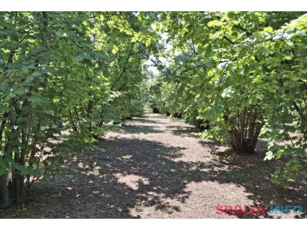 Prodajem zasad lesnika