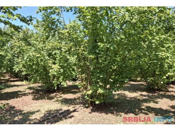 Prodajem zasad lesnika