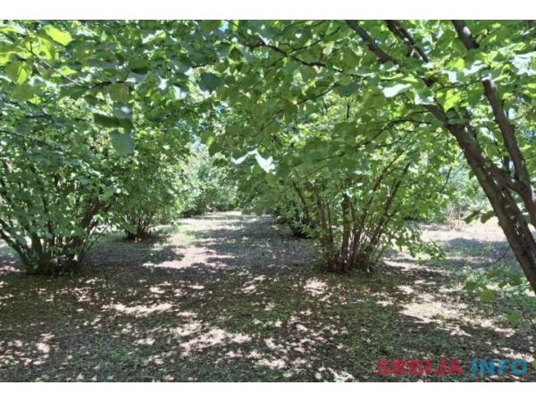 Prodajem zasad lesnika