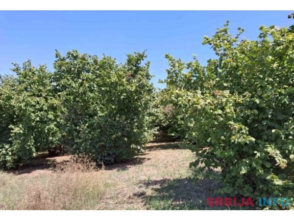 Prodajem zasad lesnika