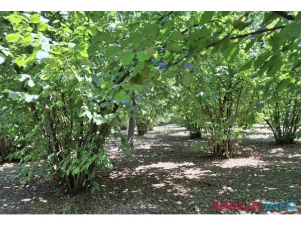 Prodajem zasad lesnika