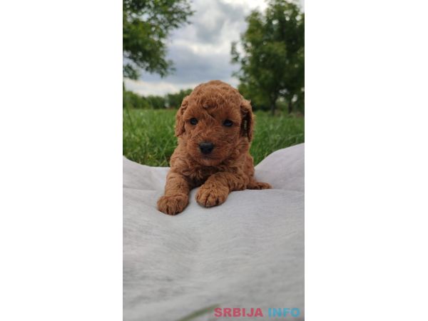Patuljasta pudla