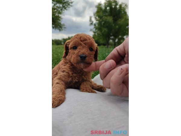 Patuljasta pudla