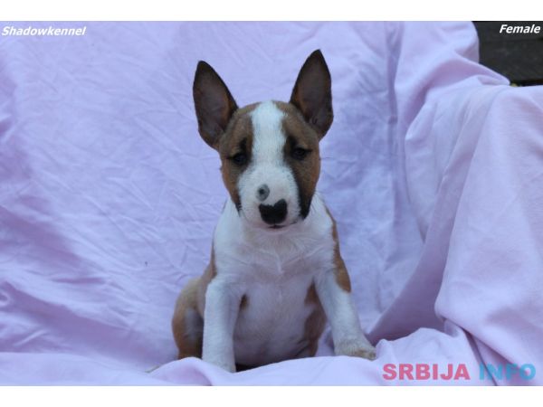 Mini Bull Terijer prelepi &scaron;tenci