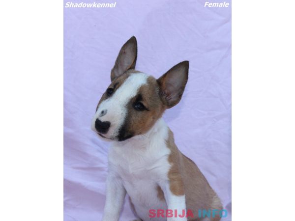Mini Bull Terijer prelepi &scaron;tenci