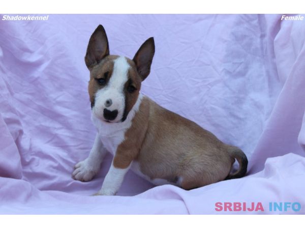 Mini Bull Terijer prelepi &scaron;tenci