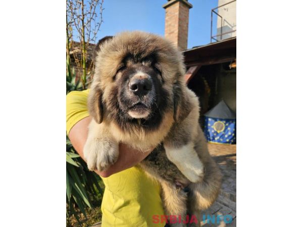 Kavkaski ovčar, &scaron;tenci