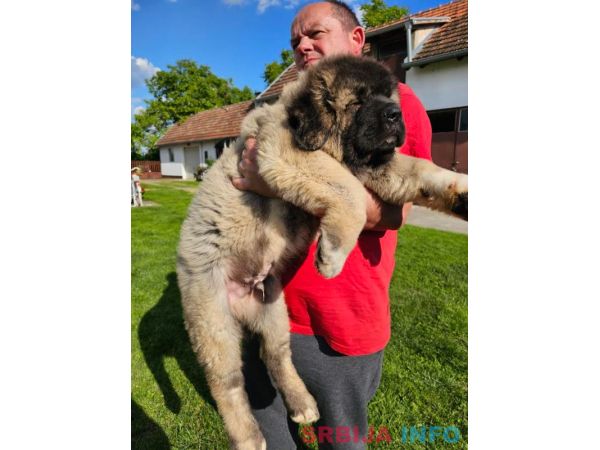 Kavkaski ovčar, &scaron;tenci