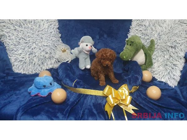 Toy/mini crvene pudle